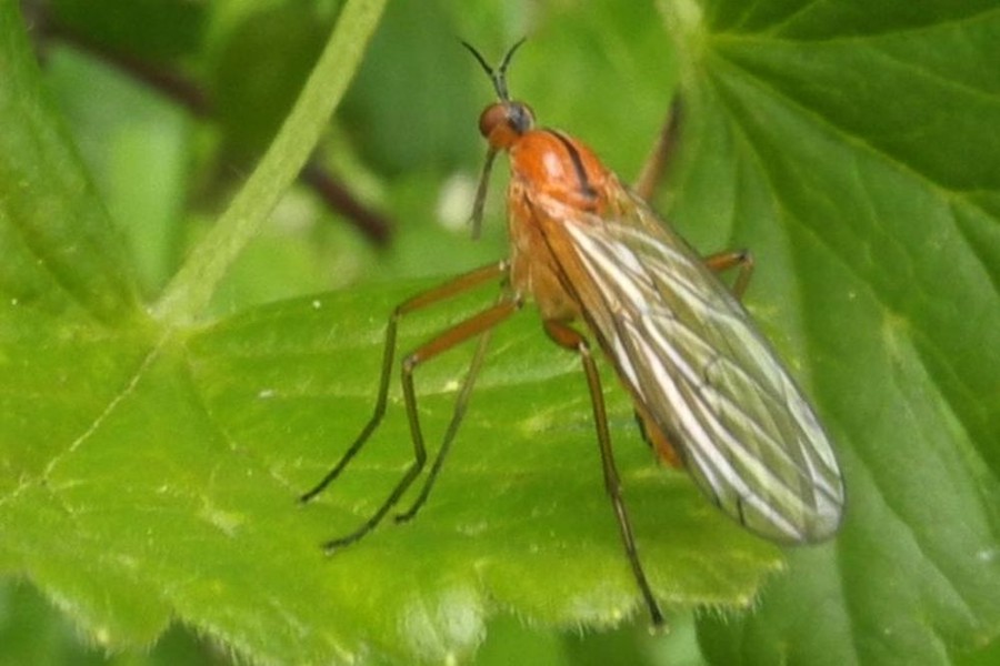 Empis univittata