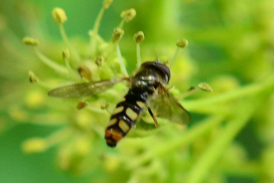 Epistrophella euchroma