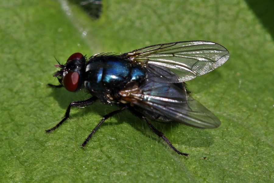 Insektenbox Eudasyphora cyanicolor (Bild 1)