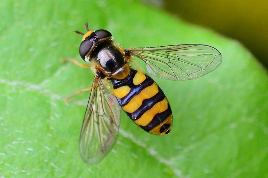 Eupeodes latifasciatus