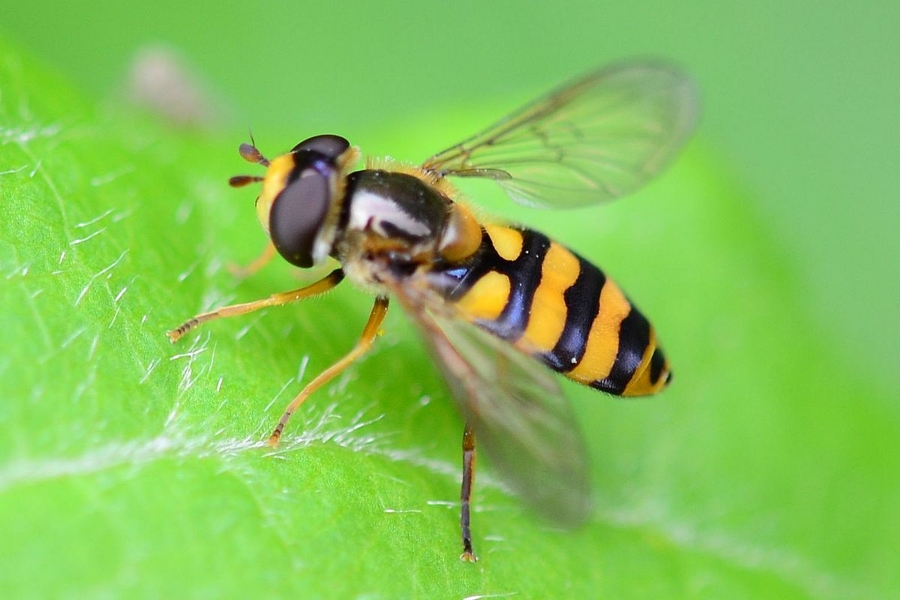 Eupeodes latifasciatus