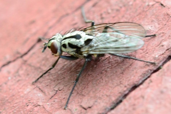 Eustalomyia hilaris