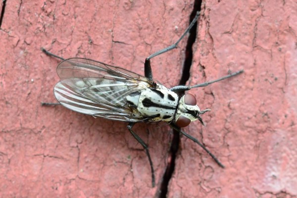 Eustalomyia hilaris