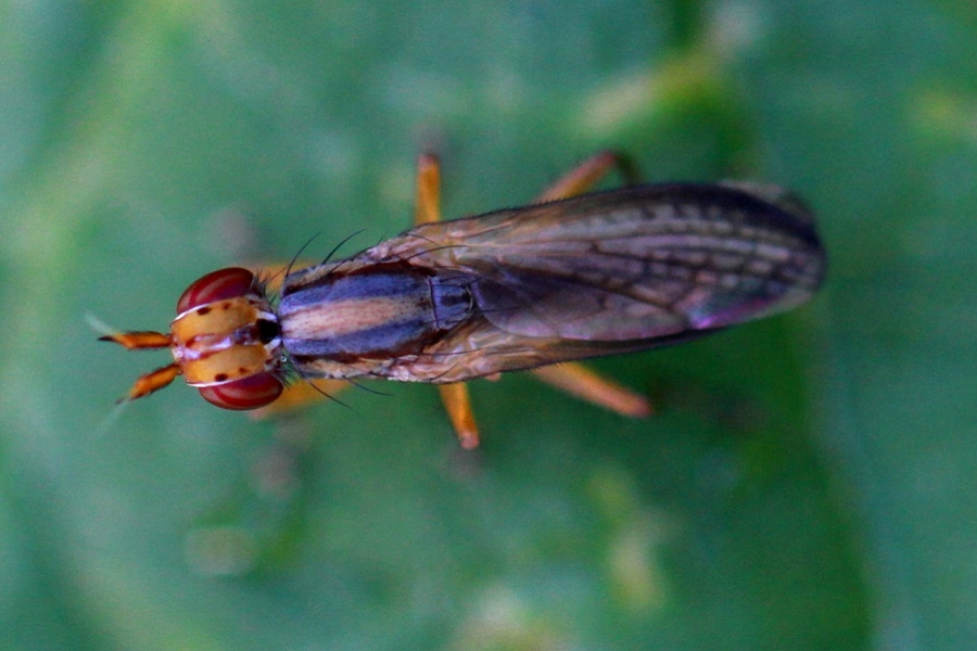 Euthicera fumigata