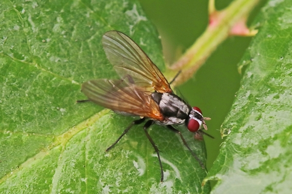 Eutrichota schineri