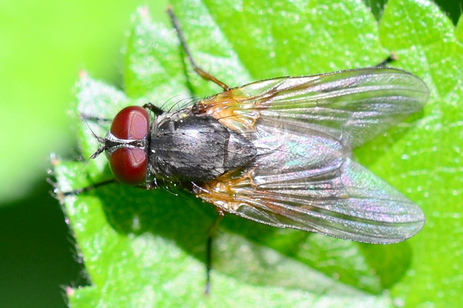 Fannia lustrator