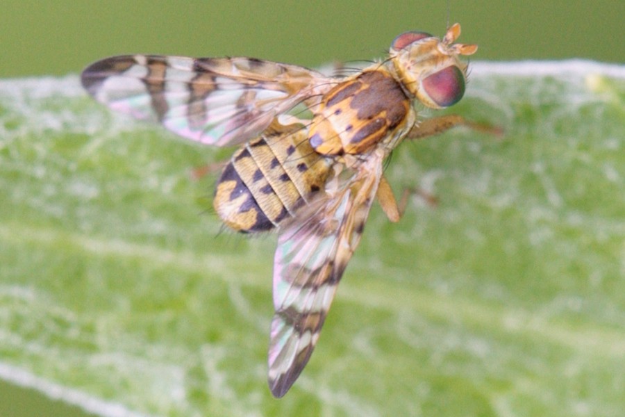 Flockenblumen-Bohrfliege