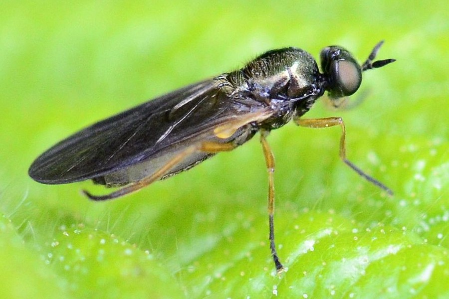 Frühe Schmalwaffenfliege