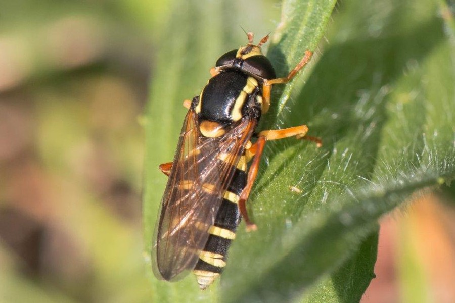 Frühe Gelbrand-Schwebfliege