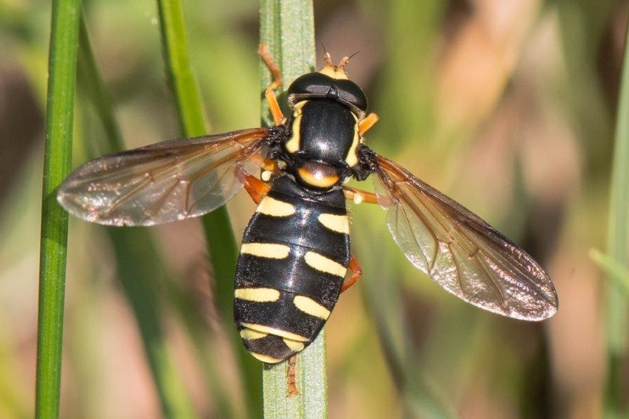 Frühe Gelbrand-Schwebfliege