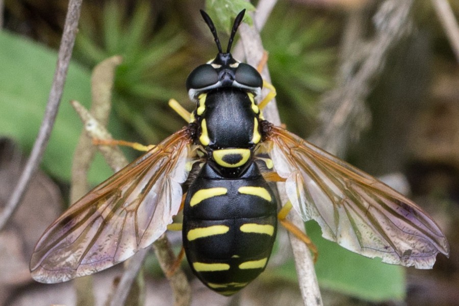 Frühlings-Wespenschwebfliege