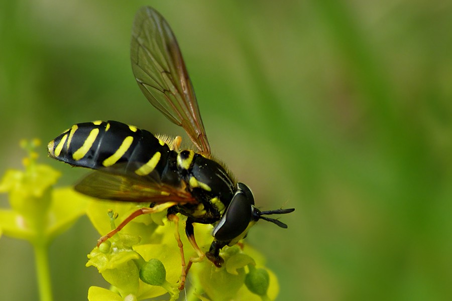 Frühlings-Wespenschwebfliege