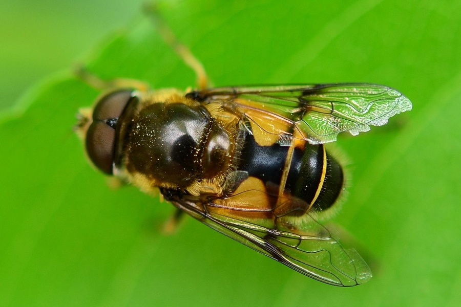 Garten-Keilfleckschwebfliege