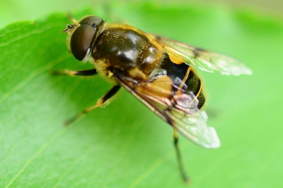 Garten-Keilfleckschwebfliege