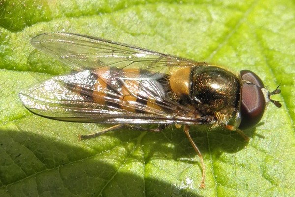 Gebänderte Buchenschwebfliege