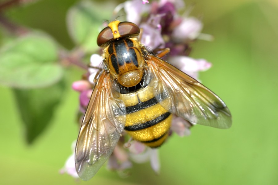 Gebänderte Waldschwebfliege