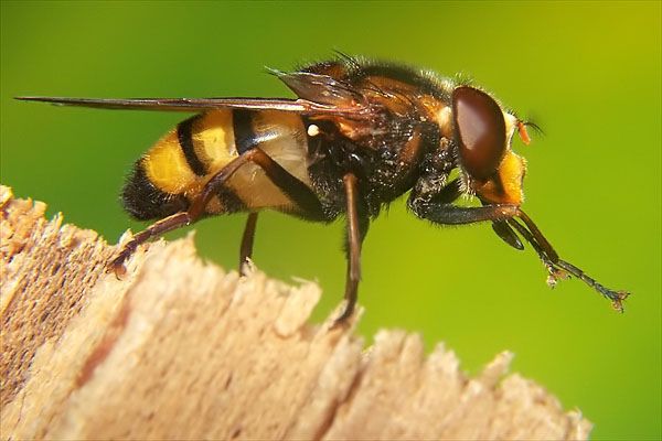 Gebänderte Waldschwebfliege