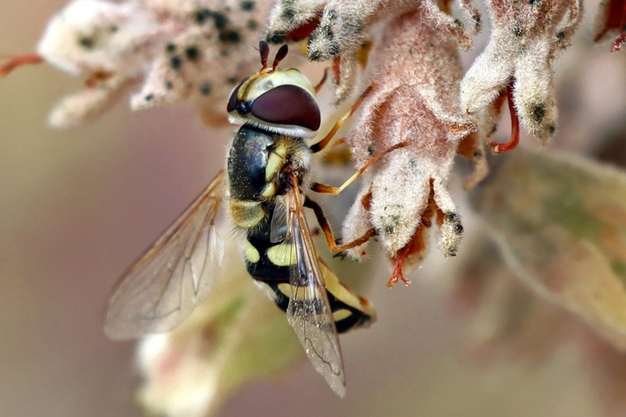 Gemeine Feldschwebfliege