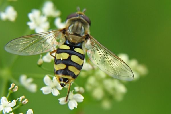 Gemeine Feldschwebfliege