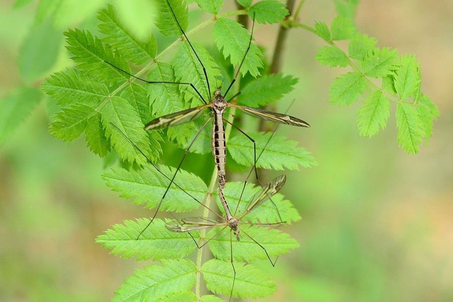 Gefleckte Schnake