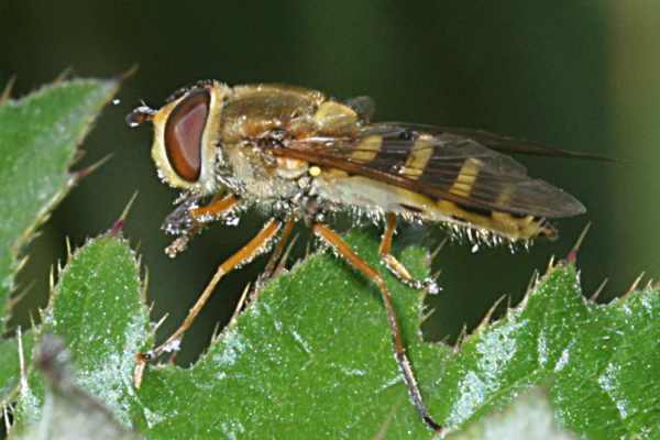 Große Schwebfliege