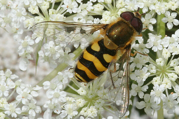 Große Schwebfliege