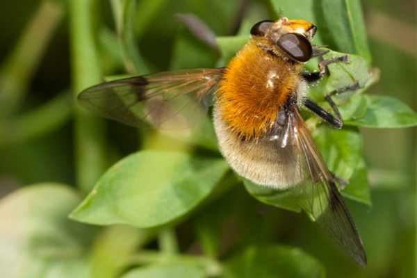 Gelbbraune Gebirgsschwebfliege