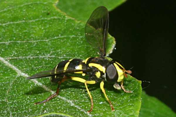 Späte Gelbrand-Schwebfliege