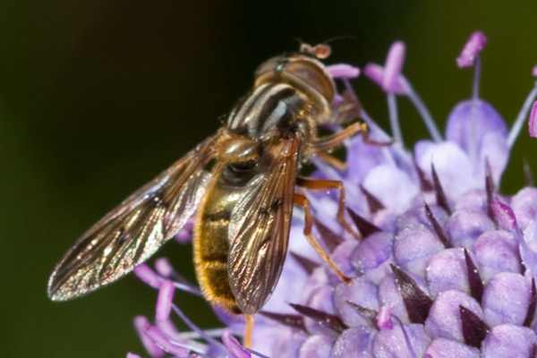 Gemeine Goldschwebfliege