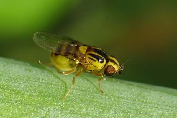 Gemeine Halmfliege