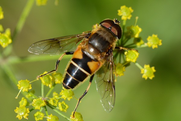 Gemeine Keilfleckschwebfliege