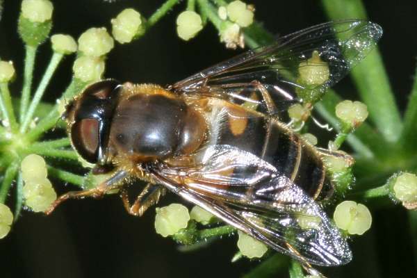 Gemeine Keilfleckschwebfliege