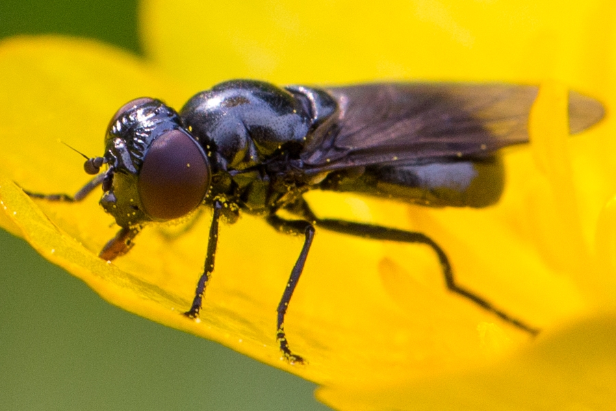 Gemeine Smaragdschwebfliege