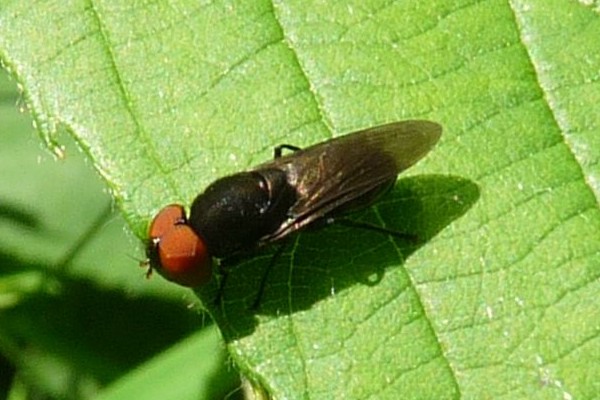 Gemeine Smaragdschwebfliege