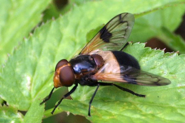 Gemeine Waldschwebfliege