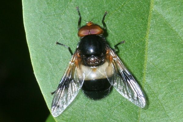 Gemeine Waldschwebfliege