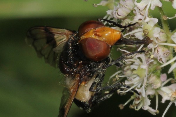 Gemeine Waldschwebfliege