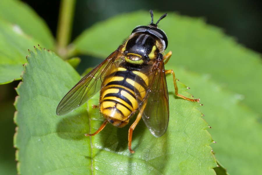 Gemeine Wespenschwebfliege