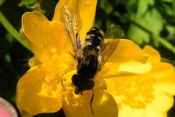 Gestreifte Nasenschwebfliege