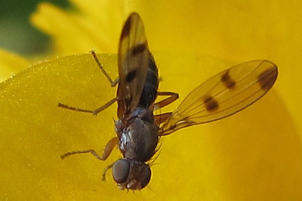 Geomyza tripunctata