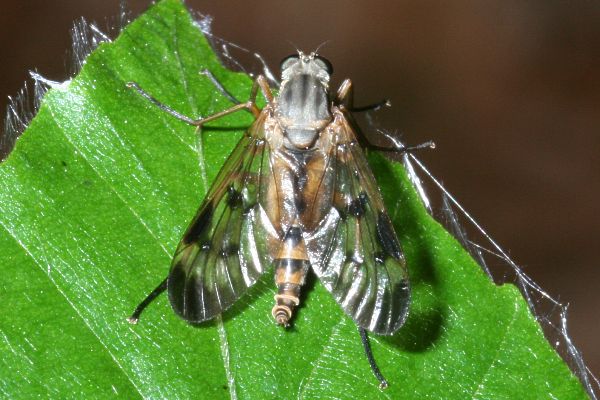 Gemeine Schnepfenfliege