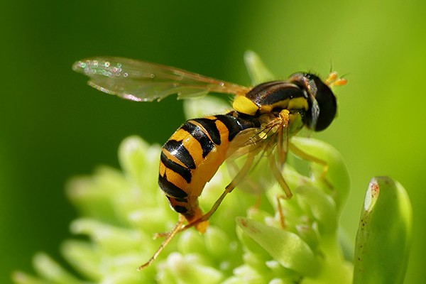 Gemeine Stiftschwebfliege