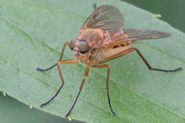 Goldgelbe Schnepfenfliege