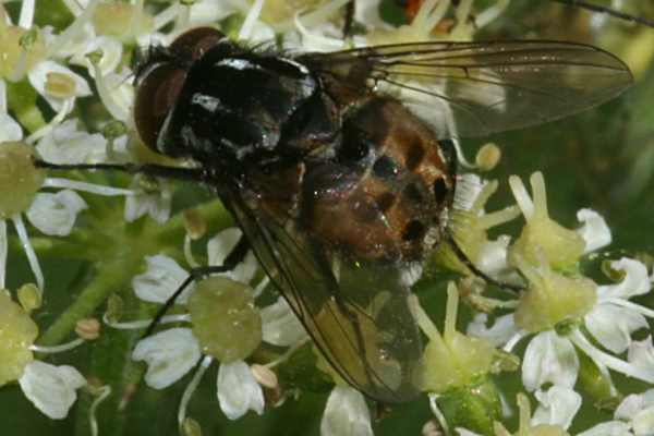 Gefleckte Hausfliege