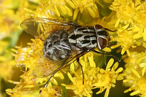 Gefleckte Hausfliege