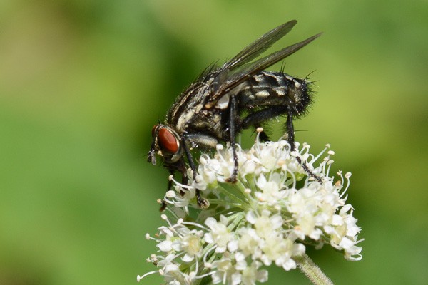 Graue Fleischfliege