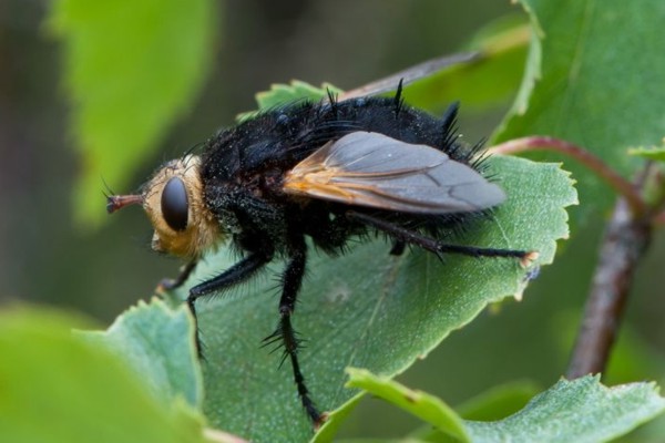 Große Raupenfliege