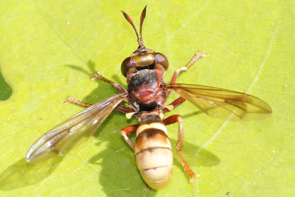 Große Wespen-Dickkopffliege