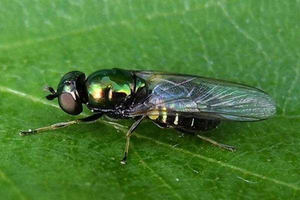 Grünglänzende Waffenfliege