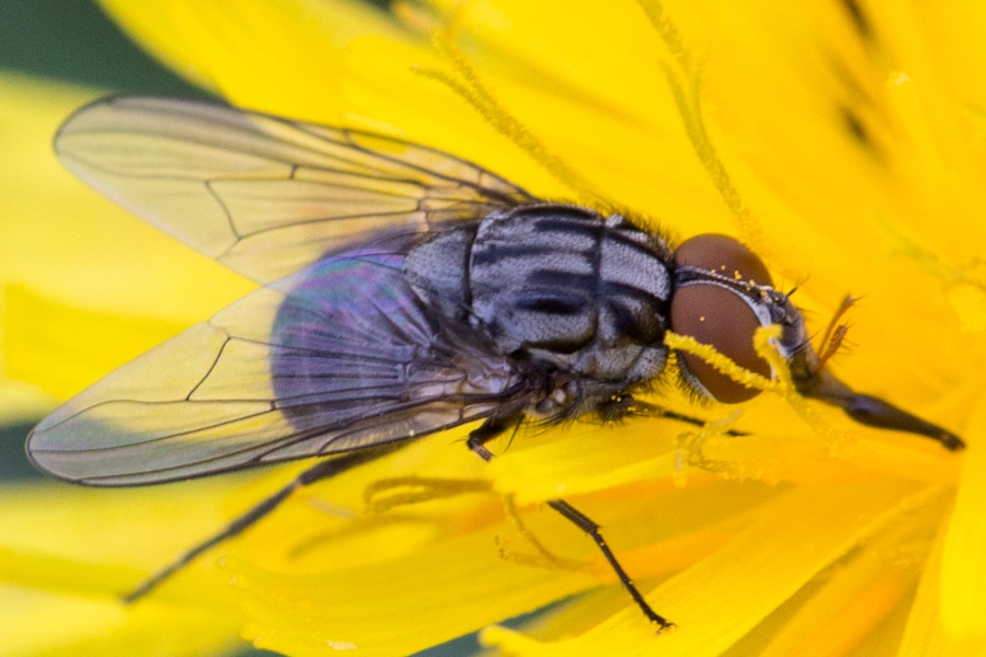 Große Weidenstechfliege